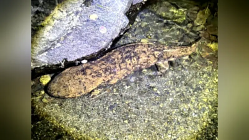 京都・賀茂川のオオサンショウウオ在来種が0.1％に激減、交雑個体が98.9％を占める危機的状況
