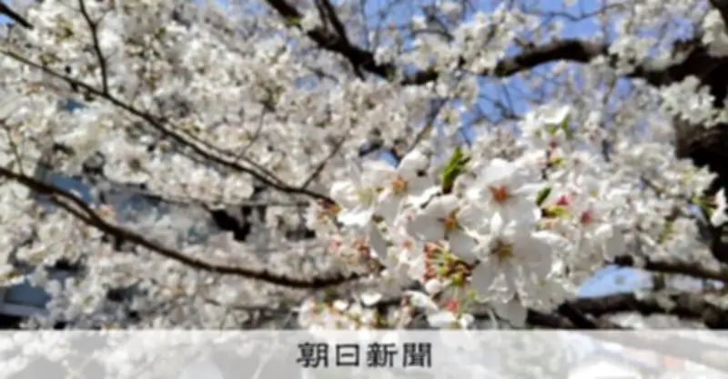 ウェザーニューズが2025年桜開花予想発表 東京が3月21日で一番乗り