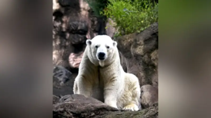 ホッキョクグマ「ゴーゴ」21歳で死亡、繁殖目的の移送中に麻酔薬投与後心停止