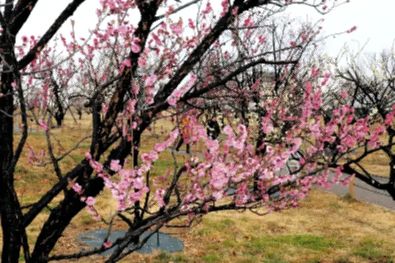 川崎・御幸公園で梅240本が初ライトアップ 江戸時代からの名所が復活