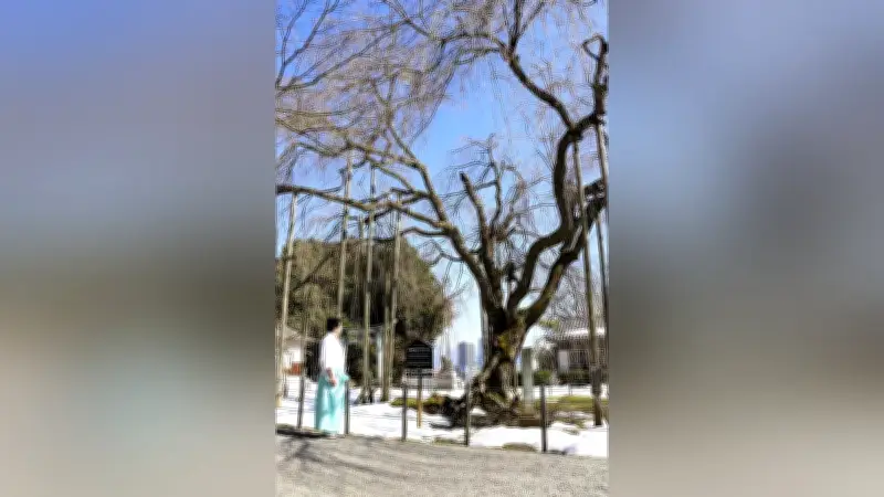 福井・足羽神社の樹齢380年しだれ桜、大雪で枝折れ 4月の開花に影響も