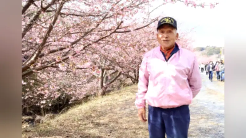 浜松の花川沿い、河津桜400本が咲き誇る 住民の植樹が20年で名所に
