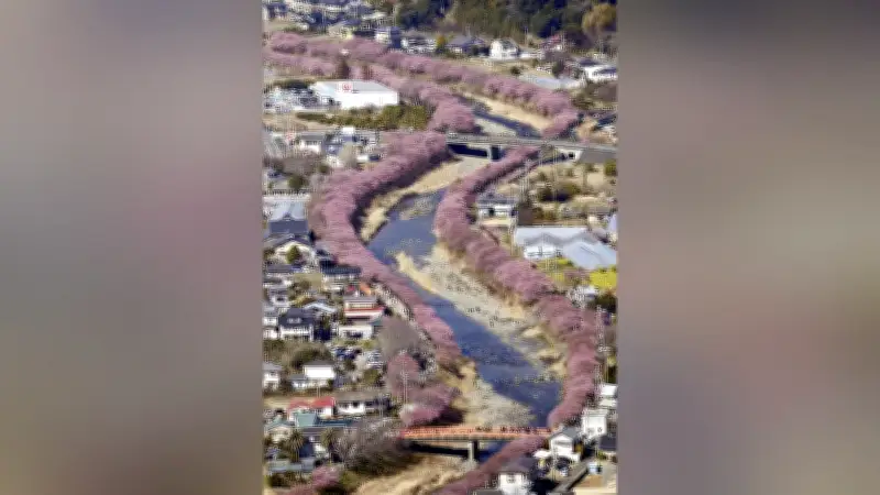 静岡・河津町で早咲き河津桜が見頃、川沿い4キロに850本が濃いピンク色に染まる