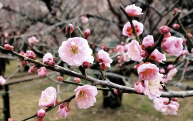 埼玉・越生梅林で約千本の梅が開花 樹齢670年の魁雪も見頃に
