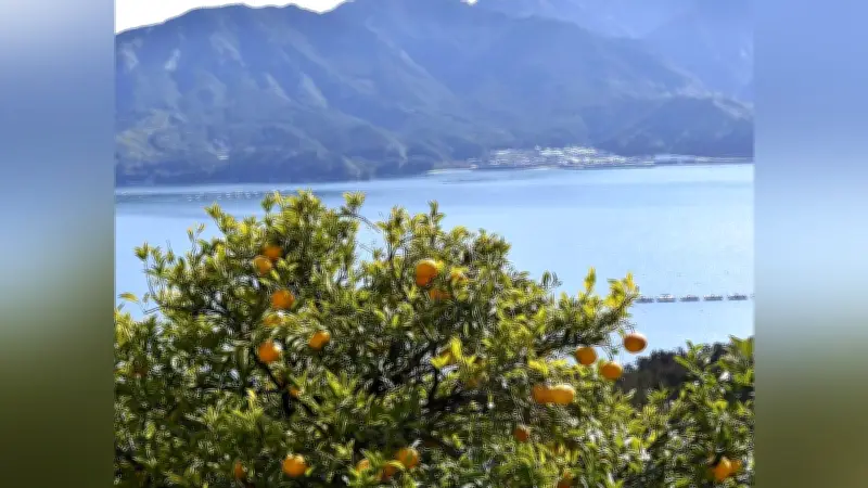 三重・尾鷲で甘夏収穫ワーケーション開催 日常離れて心身リセット