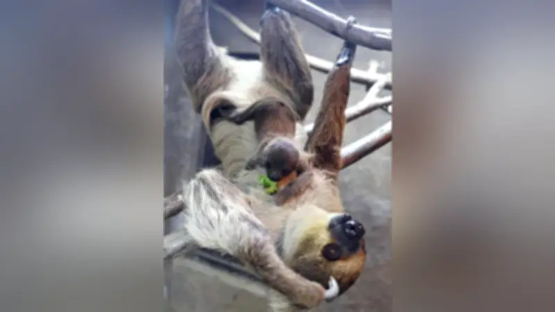 神戸どうぶつ王国でフタユビナマケモノの赤ちゃん「コタツ」が一般公開へ