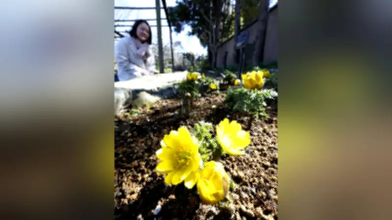 福岡・筥崎宮で福寿草が開花、鮮やかな黄色が春の訪れを告げる