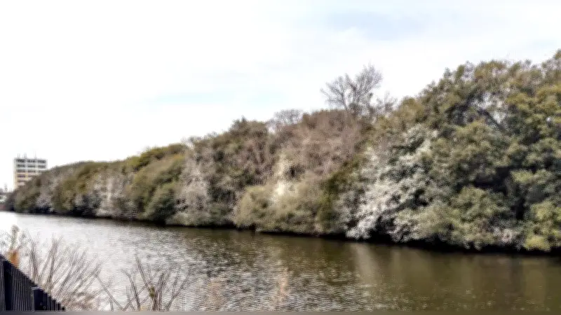 明石公園の樹木が野鳥のフンで白化、管理団体は「静観」の方針