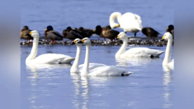 琵琶湖に飛来したコハクチョウの群れ、冬の使者が優雅な姿を披露