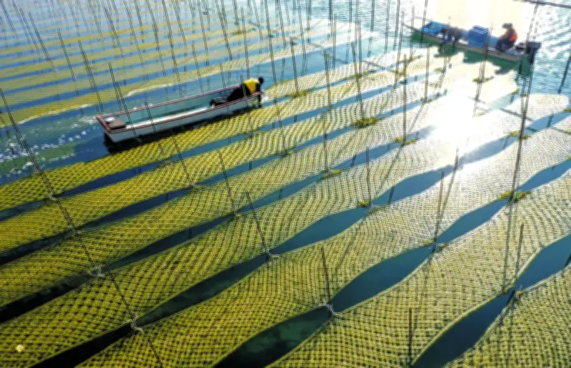 三重県志摩市・英虞湾でアオサノリ収穫最盛期 青く輝く養殖網が美しい光景