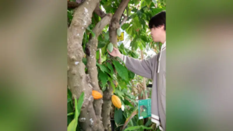 岐阜・各務原でカカオの実が見頃、バレンタインにチョコの原料を実物で学ぶ
