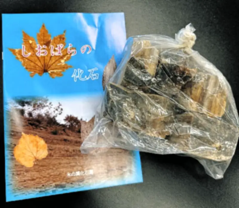 栃木で小学生姉妹が発見！世界最大級のセミ全身化石、土産用岩石から