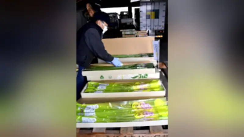 愛知・東海・知多で春フキ出荷始まる 柔らかく香り高い促成栽培の味わい