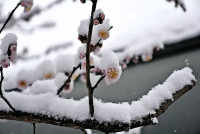 武者小路実篤記念館で「観梅のつどい」開催 梅と音楽の調和を楽しむ