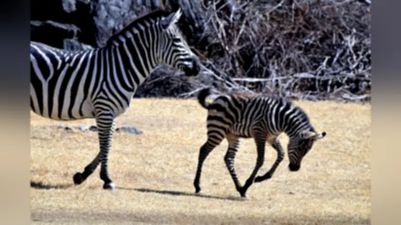 高知の動物公園でグラントシマウマの雄の赤ちゃん誕生、一般公開開始
