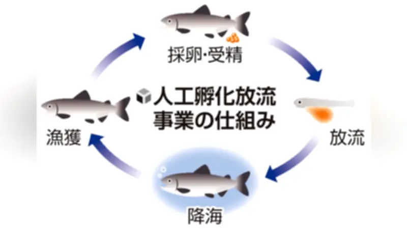 岩手県のサケ漁獲量が過去最低を更新、危機的状況に陥る