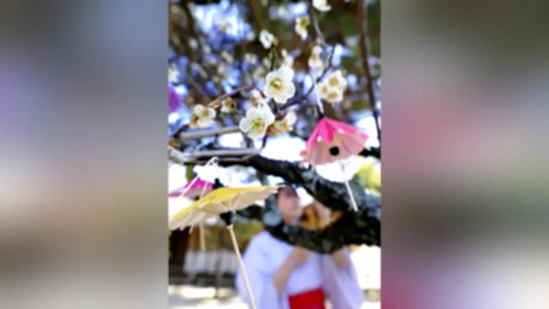 山口県萩市の松陰神社で紅白の梅が満開、甘い香りと傘みくじが春の彩りを演出