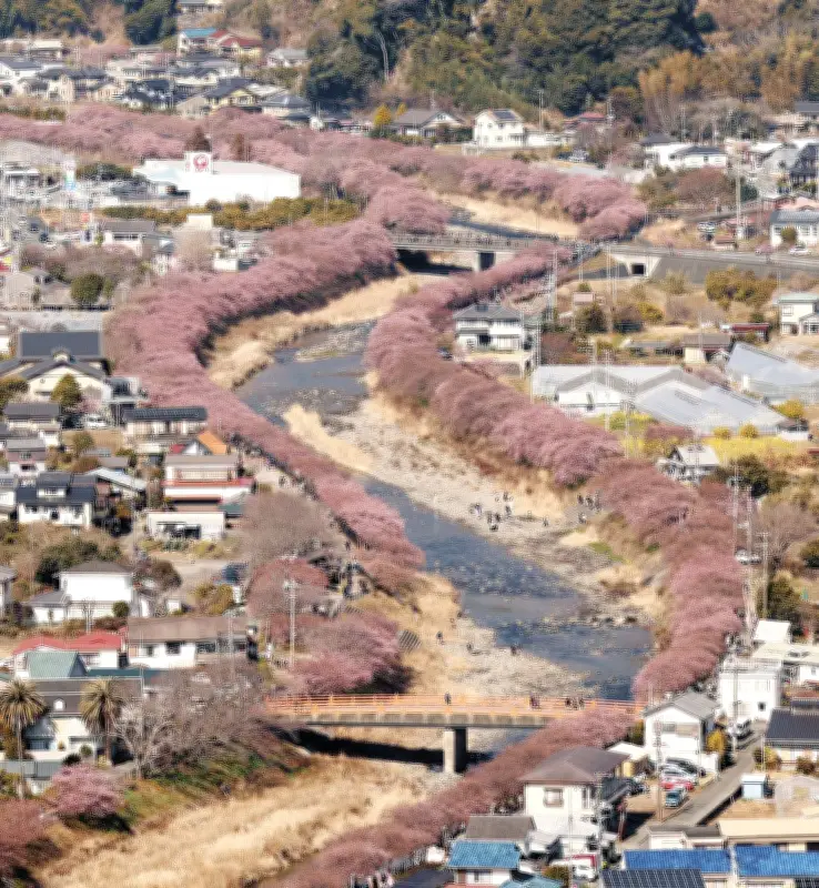 静岡・河津町で河津桜が見ごろ 優しい色合いが春の訪れ告げる