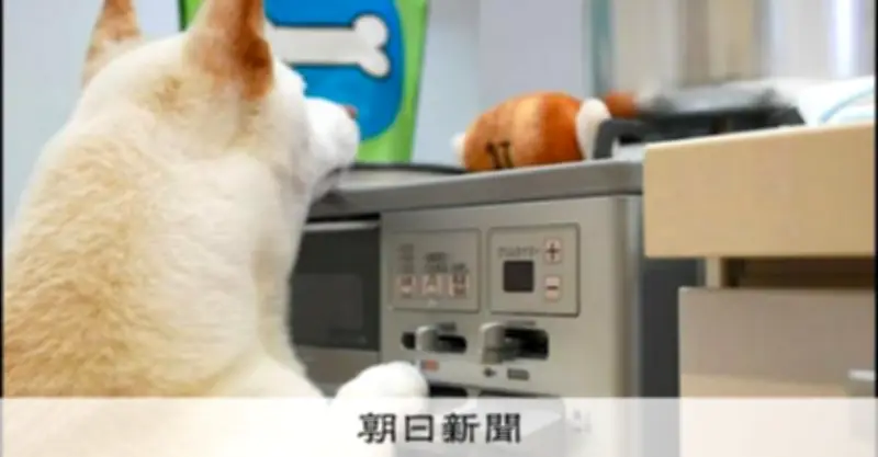 ガスコンロ事故に注意 厚着の冬とペットの行動が火災リスクに