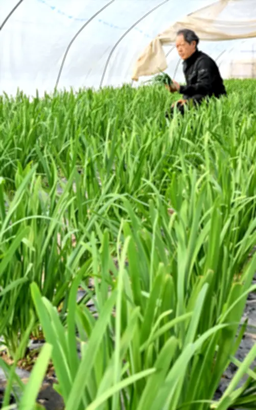 福島県新地町で旬のニラ収穫最盛期 甘い香り漂う青々とした畑で農家が奮闘