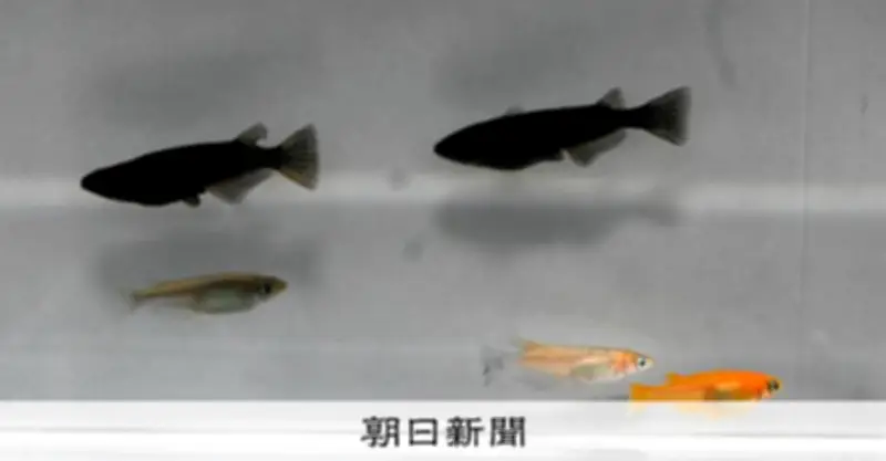 観賞メダカのルーツは関西・瀬戸内地域の野生メダカか 広島大など大規模ゲノム解析で判明