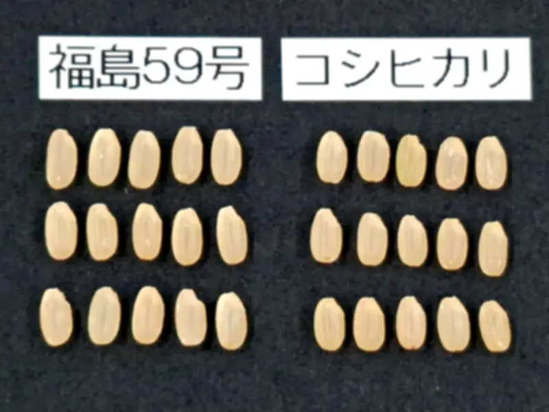 福島県で新たな避難指示解除へ 復興庁が特定復興再生拠点区域の整備計画を発表