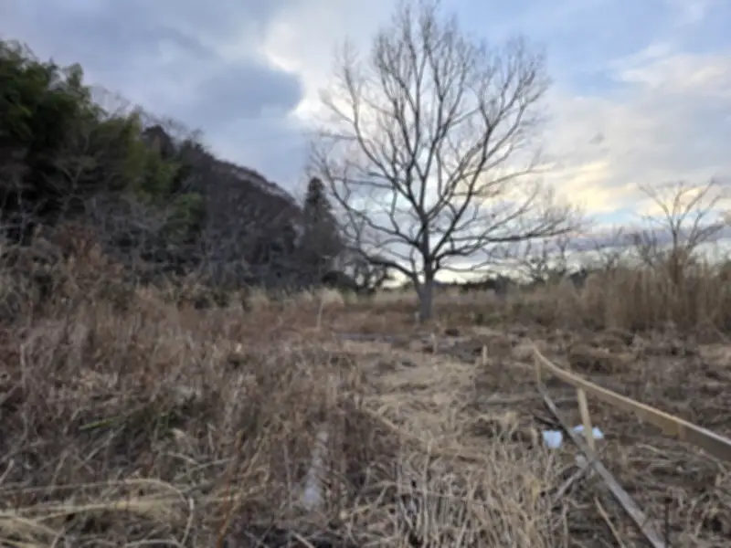 農園再生の地道な作業 ススキ除去でキウイ棚が姿現す 木イチゴ増殖計画も進行中