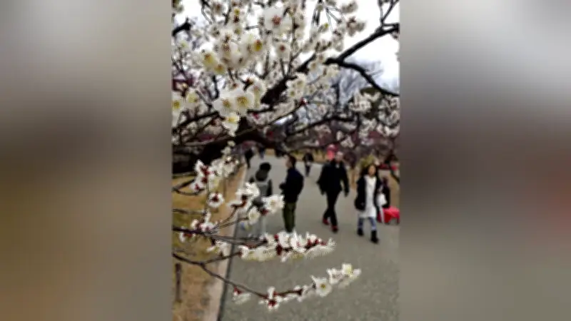 福岡・舞鶴公園で梅が開花、春の訪れ告げる…梅まつりで古代衣装体験も人気