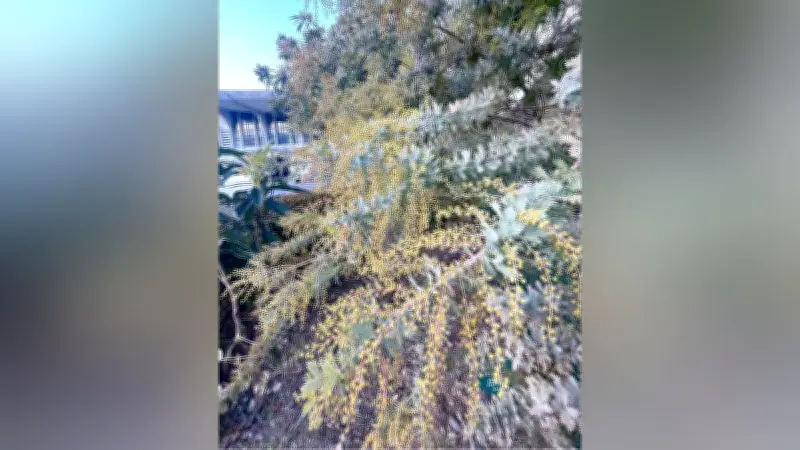 諫早市でミモザのつぼみが膨らむ、野口弥太郎ゆかりの春の訪れを告げる花