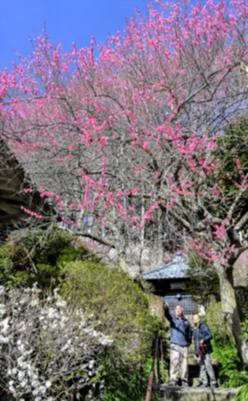 青天に映える紅白の梅　福島県いわき市の梅林寺で見頃を迎える