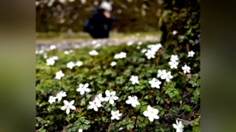 熊野・滝神社でバイカオウレンが見頃 白い花びらが梅のように咲き誇る