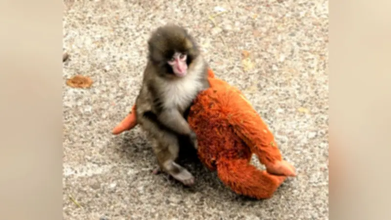子ザル「パンチ」、ぬいぐるみ母に抱かれサル山で奮闘 実母は育児放棄も健気な姿に応援の声