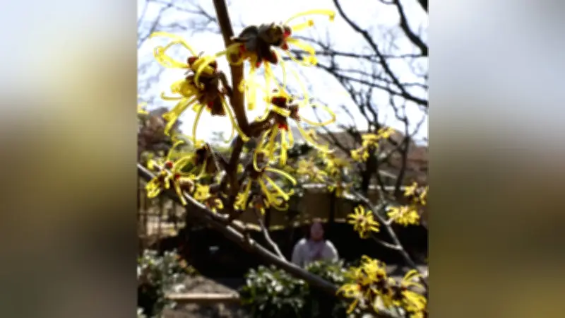 筥崎宮花庭園でマンサクが開花、黄色いリボンのような花が春の訪れを告げる