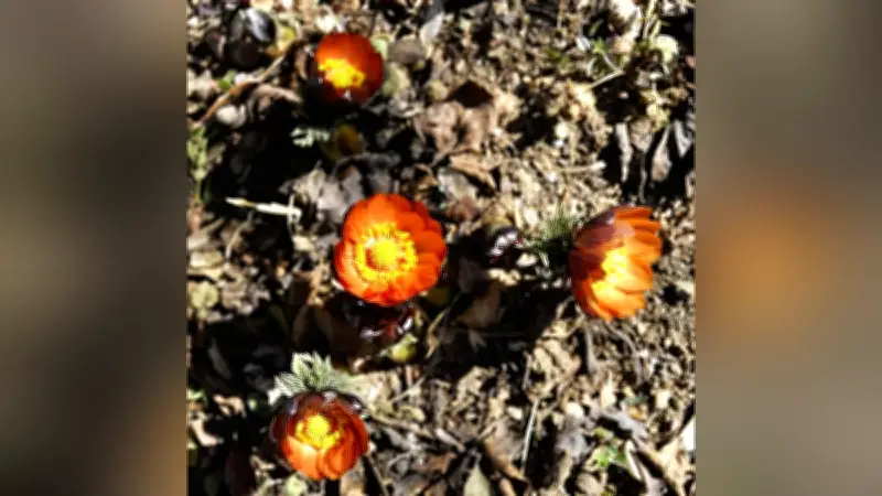 埼玉・皆野町で「秩父紅」が見頃 濃いオレンジ色の花が咲き誇る