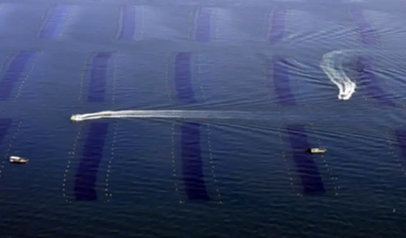 東京湾と伊勢湾で「栄養塩」規制緩和へ ノリ不作・不漁対策で環境省が方針