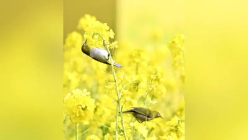 愛知・田原市で菜の花満開、メジロが春の訪れを告げる