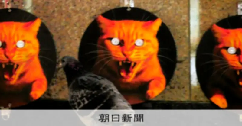 新宿駅のハト対策に「光る目ネコ」写真　中小企業の技術で実証実験、効果は？