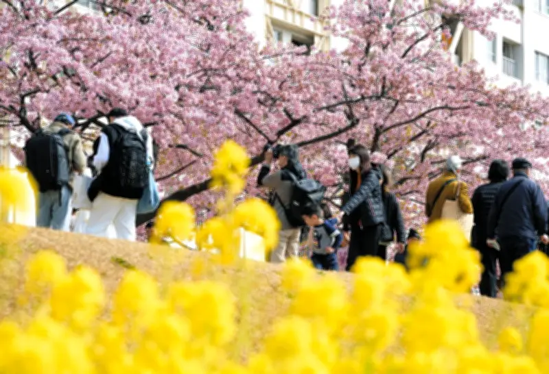 江戸川区の旧中川河川敷で河津桜が見頃 ピンクと菜の花の黄色が春の訪れを告げる