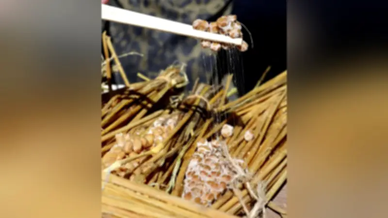 平安時代の納豆伝承を再現！馬の背中で大豆が糸引く納豆に変身