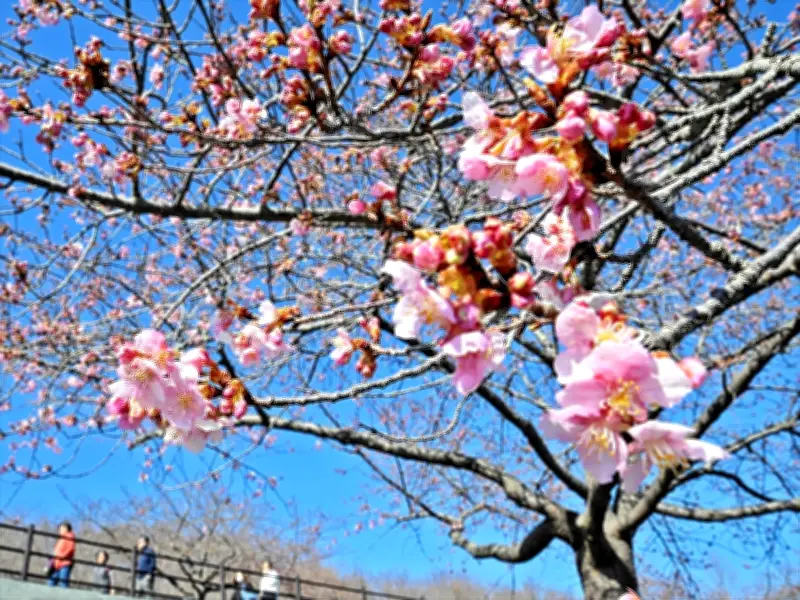 福島県いわき市で河津桜が開花、一足早い春の訪れを告げる