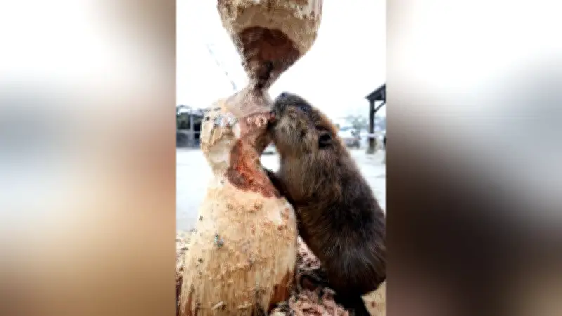 ビーバーの丸太彫刻にほっこり 福岡の動物園で冬の珍しい光景
