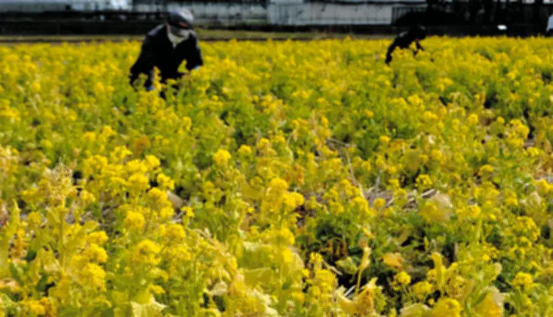 神奈川・藤沢で休耕田に菜の花の絨毯 若手農家が都市農地の未来を彩る