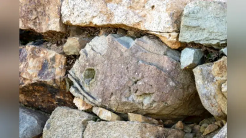 鳥取・米子城の石垣に「ぎょろ目の鯛石」、新たな観光スポットとして人気急上昇