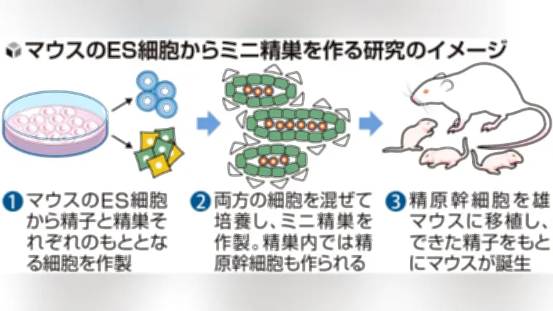 マウスＥＳ細胞から精巣組織の作製に成功 大阪大など、不妊治療や絶滅危惧種保護に新たな道