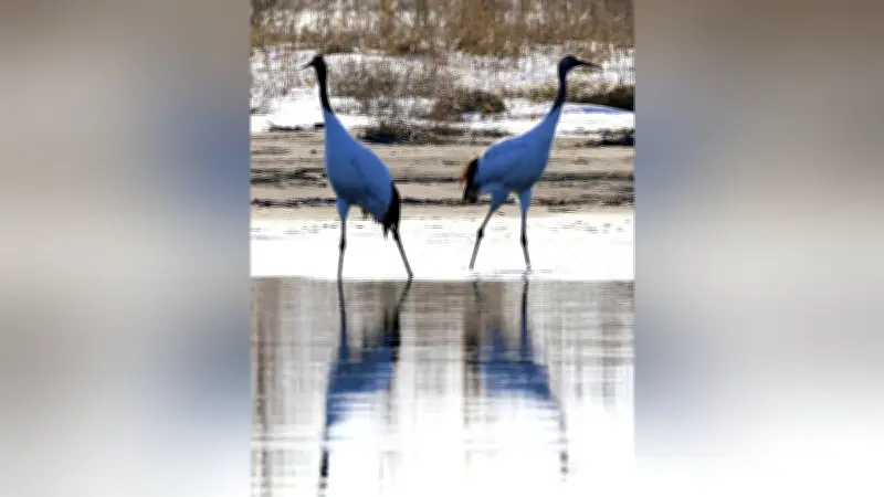 濤沸湖にタンチョウ飛来、朝の湖面に優雅なシルエットを映す