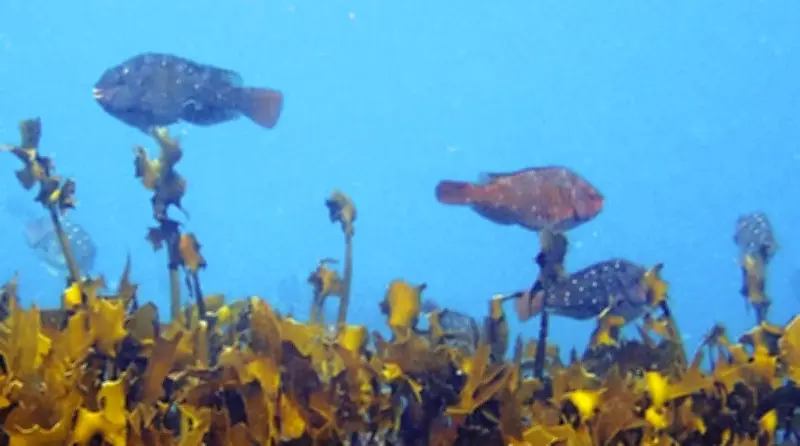 静岡・伊豆沿岸の「ブダイ」食害問題、商品化で磯焼け対策へ 海藻復活を目指す取り組み