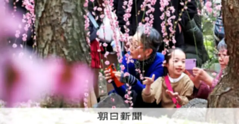 京都・城南宮でしだれ梅が見頃 満開のピンクと白が春の訪れを告げる