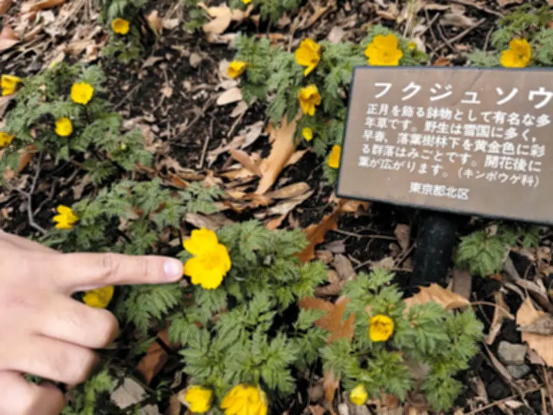 北区の自然観察園でフクジュソウが見ごろ 黄色い花が春の訪れを告げる