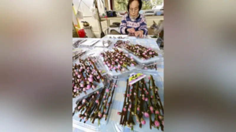 徳島・上勝町で花桃出荷最盛期 桃の節句前に春の訪れを届ける