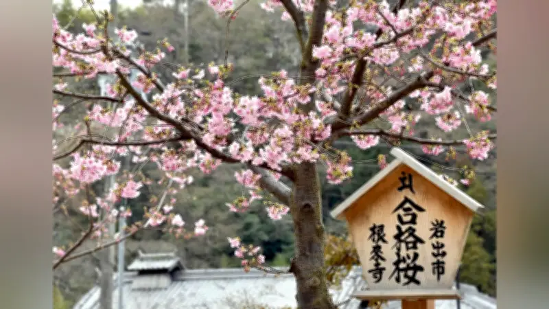 和歌山・根来寺で「合格桜」が見頃 受験生応援の河津桜が咲き誇る